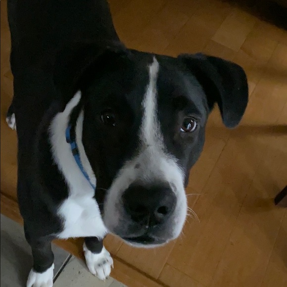 Meet your Posher, Cedric - Picture 1 of 1